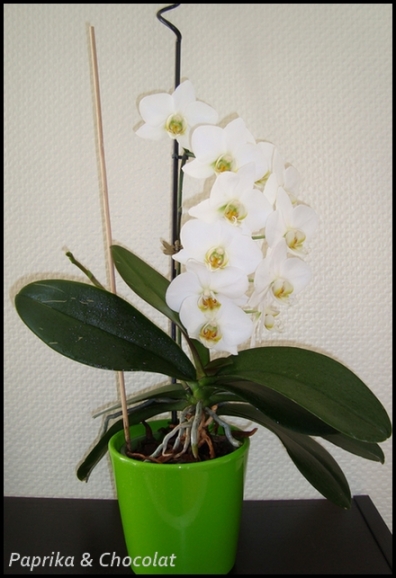 OrchideeBlanche_28juin2013_blog