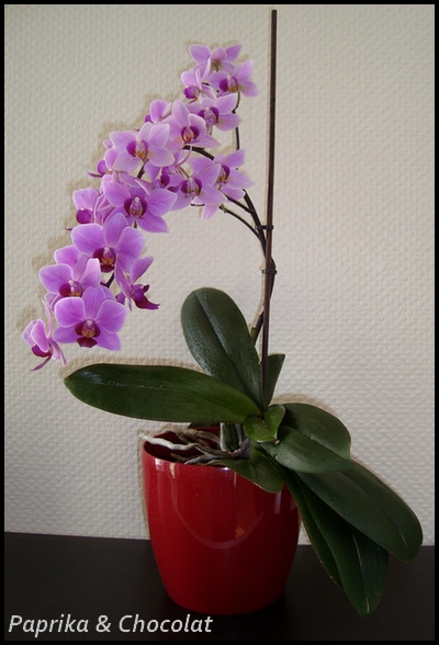 OrchideeViolette_28Juin2013_blog