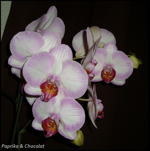 Orchidee-Geante_26aout2013_1_blog