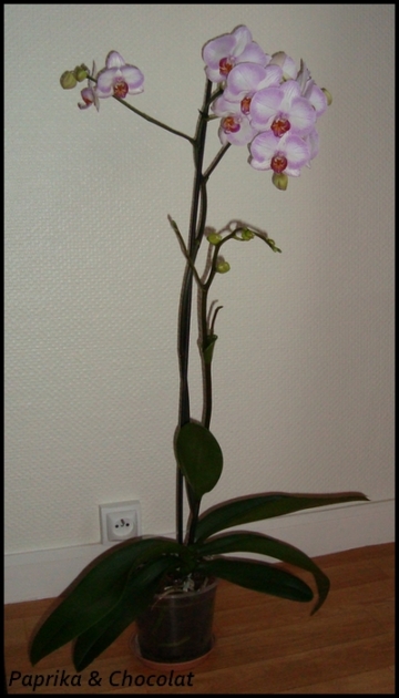 Orchidee-Geante_26aout2013_2_blog