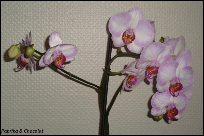 Orchidee-Geante_26aout2013_3_blog
