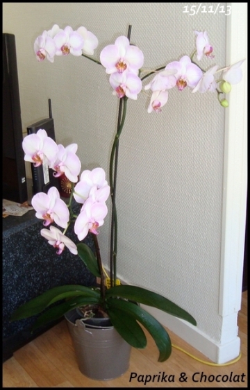 OrchideeGeante_15novembre2013-recap_blog