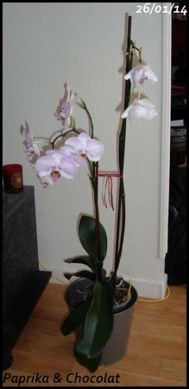 OrchideeGeante_26janvier2014-recap_blog