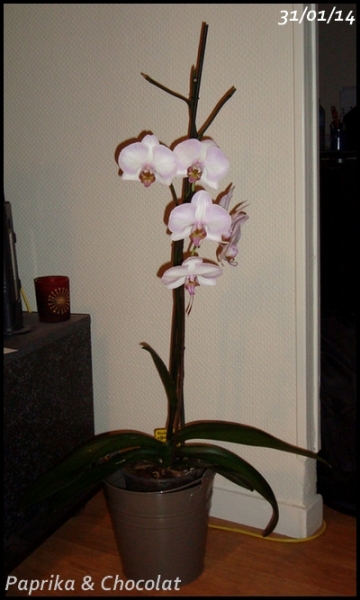 OrchideeGeante_31janvier2014-recap_blog