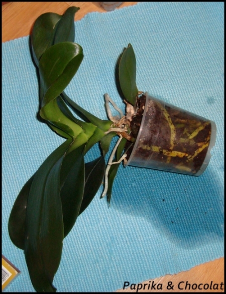 OrchideeRose_12mars2014_6_blog