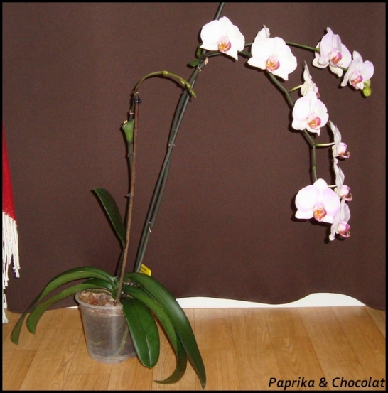 Orchidee-Geante_1erJuillet2014_1_blog