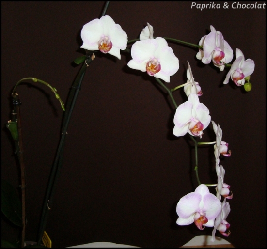 Orchidee-Geante_1erJuillet2014_2_blog