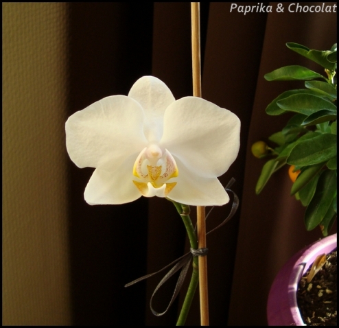 OrchideePapa_9juillet2014_1_blog