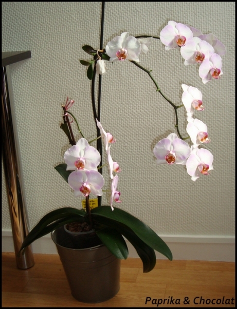 Orchidee-Geante_11aout2014_1_blog