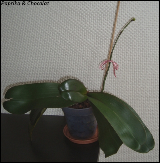 OrchideePapa2_11aout2014_blog