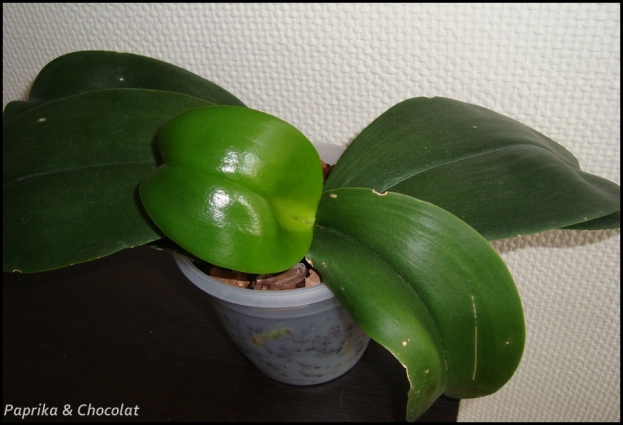 OrchideeRose_11aout2014_1_blog