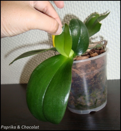 OrchideeRose_11aout2014_3_blog