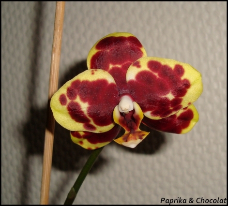 OrchideePapa2_1erSeptembre2014_4_blog