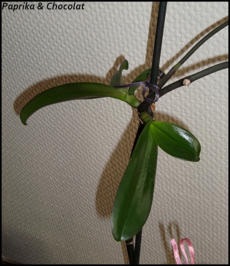 Orchidee-Geante_23septembre2014_1_blog