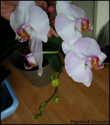 Orchidee-Geante_23septembre2014_2_blog