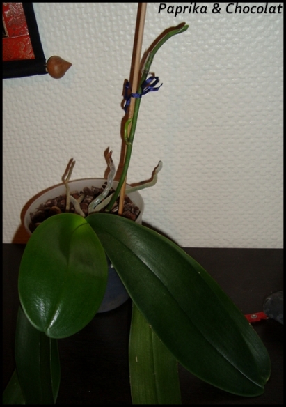 OrchideePapa3_25Novembre2014_1_blog