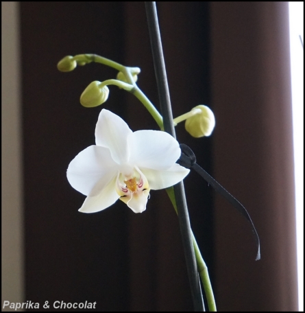 OrchideeBlanche_31Decembre2014_2_blog