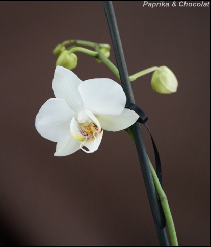 OrchideeBlanche_31Decembre2014_5_blog