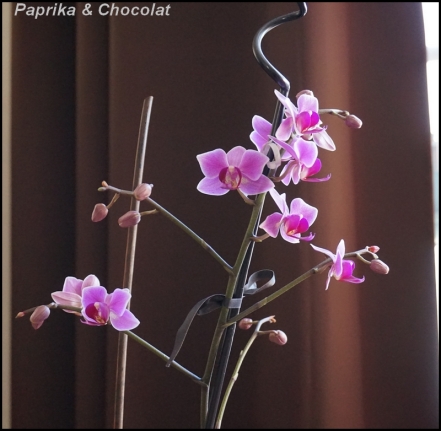 OrchideeViolette_31Decembre2014_1_blog