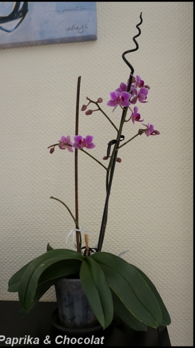 OrchideeViolette_31Decembre2014_2_blog