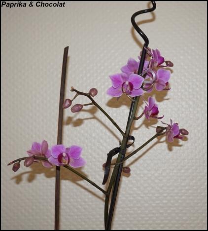 OrchideeViolette_31Decembre2014_3_blog