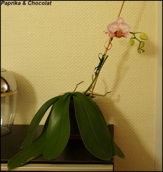 OrchideePapa3_16fevrier2015_2_blog