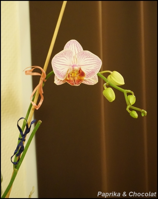 OrchideePapa3_16fevrier2015_3_blog