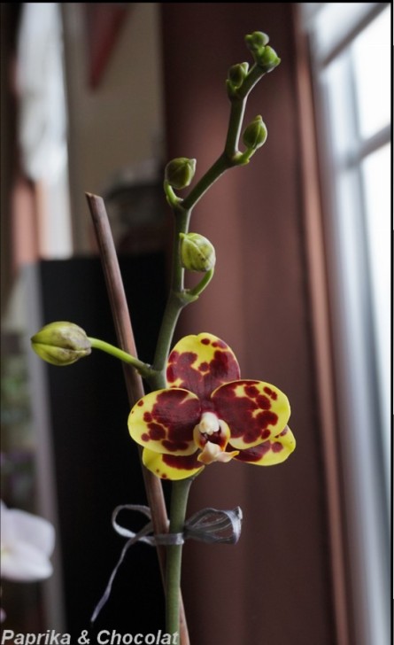 OrchideePapa2_28Mai2015_blog