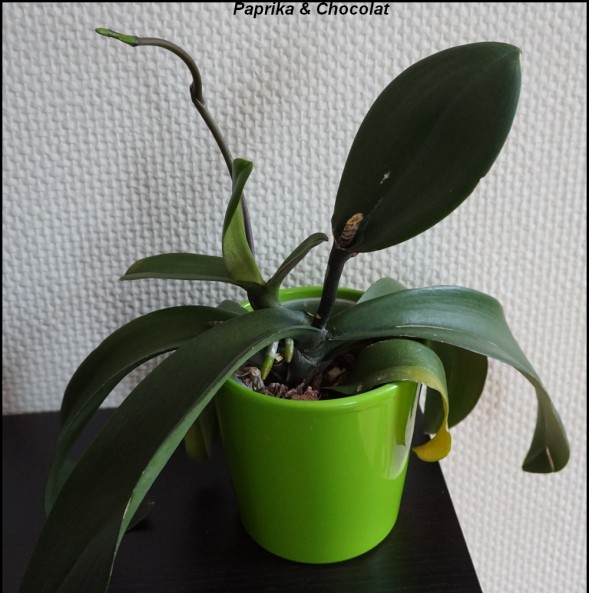 OrchideesGeante_16Mai2015_2_blog