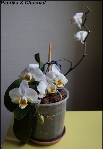 OrchideeBlanche_14Aout2015_1_blog