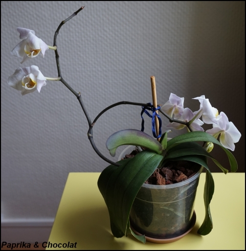 OrchideeBlanche_14Aout2015_2_blog