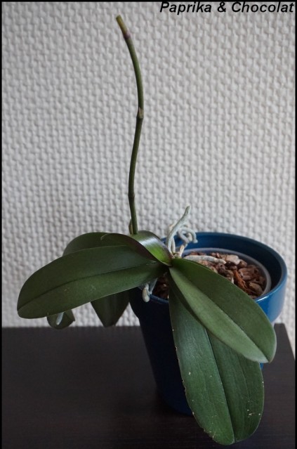 OrchideeBlanche_14Mai2015_1_blog