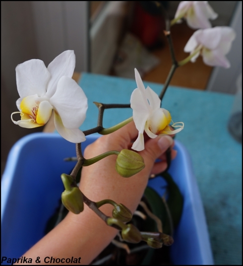 OrchideeBlanche_4Aout2015_2_blog