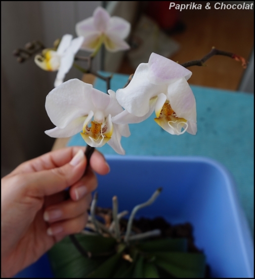 OrchideeBlanche_4Aout2015_3_blog