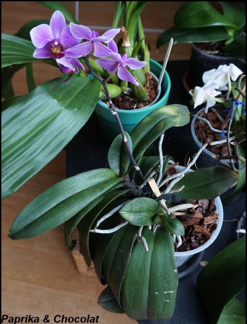 OrchideeViolette_14Aout2015_3_blog