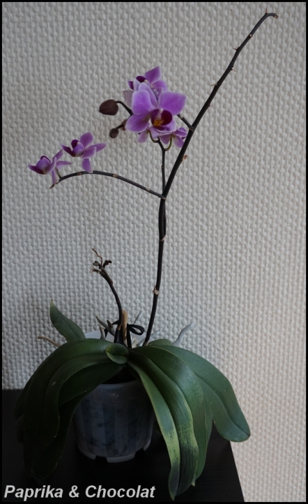OrchideeViolette_14Mai2015_1_blog