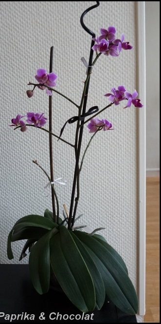 OrchideeViolette_21Janvier2015_1_blog