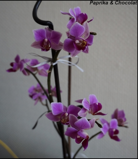OrchideeViolette_21Janvier2015_2_blog