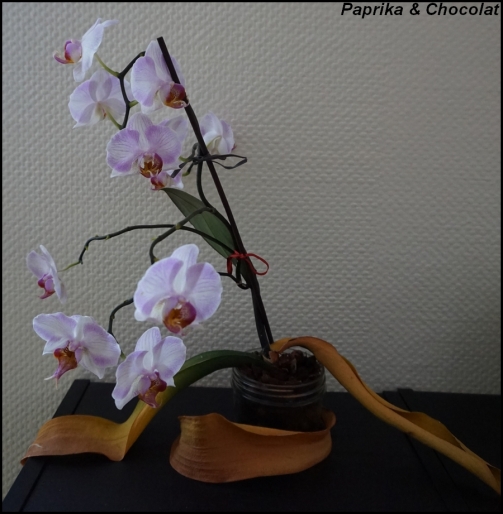OrchideesGeante_15Septembre2015_1_blog