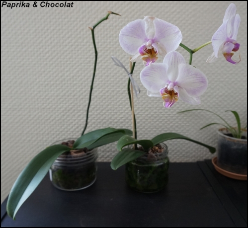 OrchideesGeante_10Octobre2015_keiki_blog