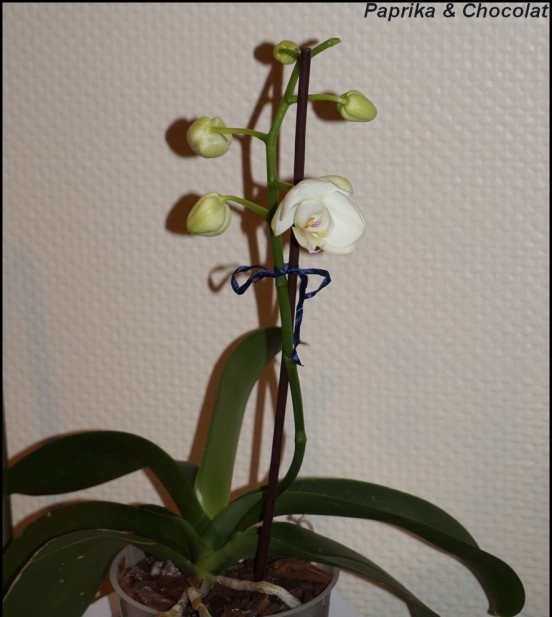 OrchideePapa4_Janvier2016_1_blog