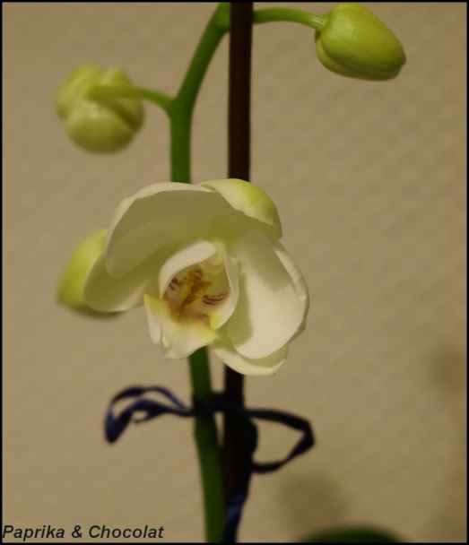 OrchideePapa4_Janvier2016_2_blog