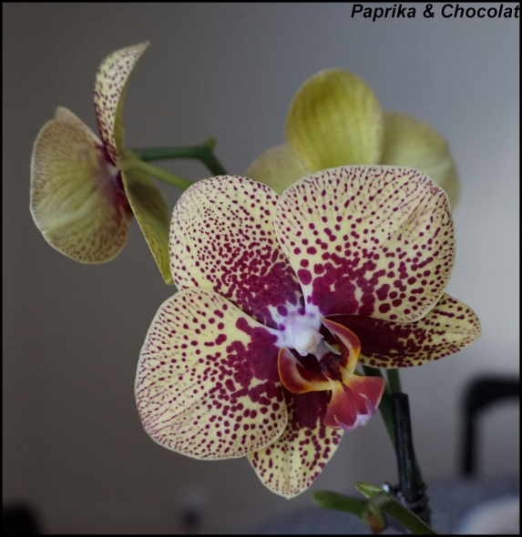 orchideejaunemauve_14janvier2017_2_blog