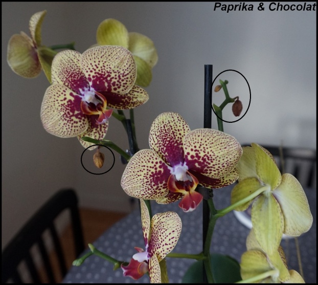 orchideejaunemauve_14janvier2017_3_blog