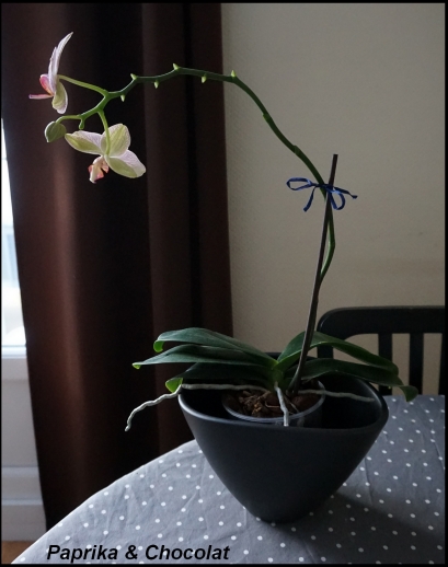 orchideerose_14janvier2017_1_blog