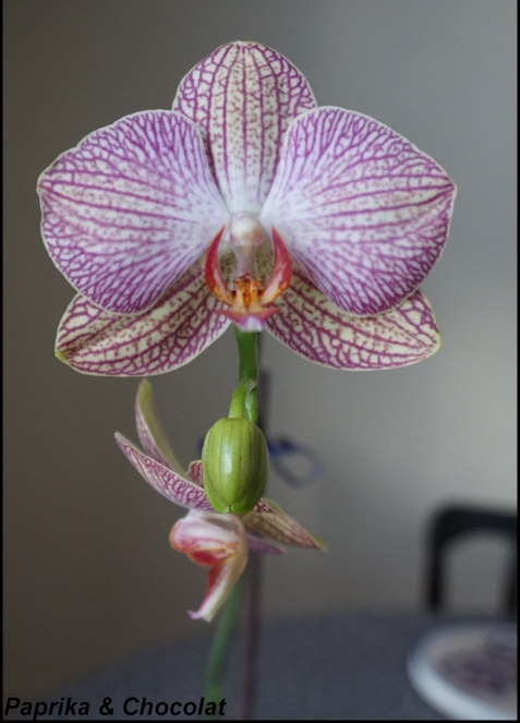 orchideerose_14janvier2017_2_blog